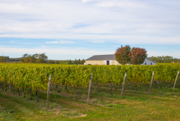 Long Island Vineyard